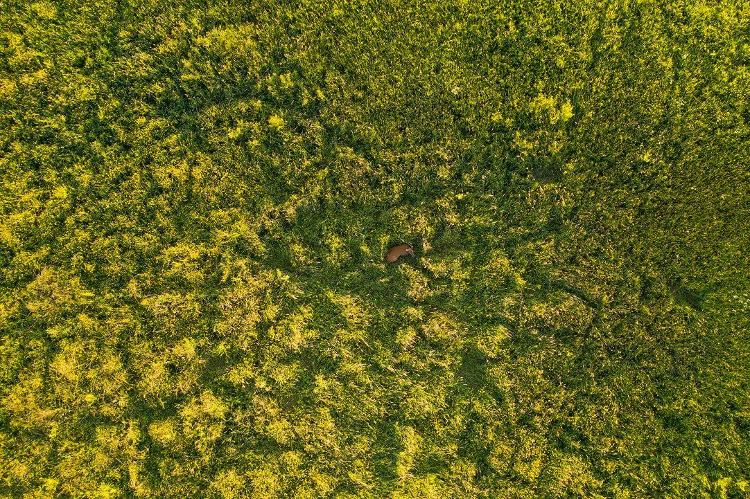 Aerial view of a lush, green field with a single brown animal, possibly a deer, in the center.